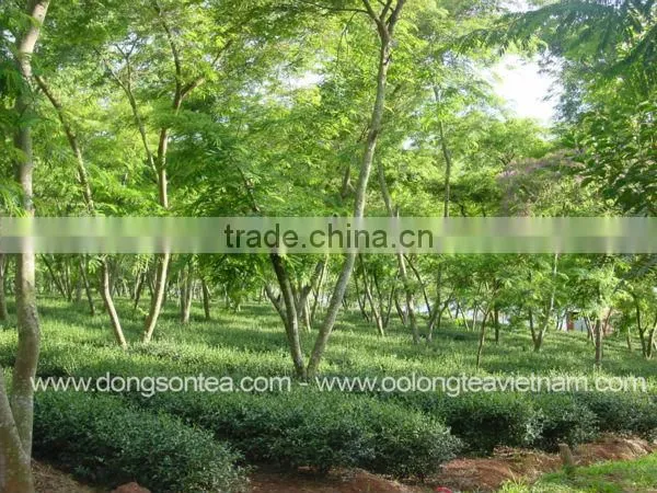 Green Tea - Vietnam Green Tea photo-6
