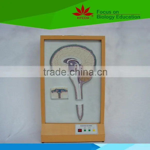 Low Priced Cerebrospinal Fluid Circulation Electric Model