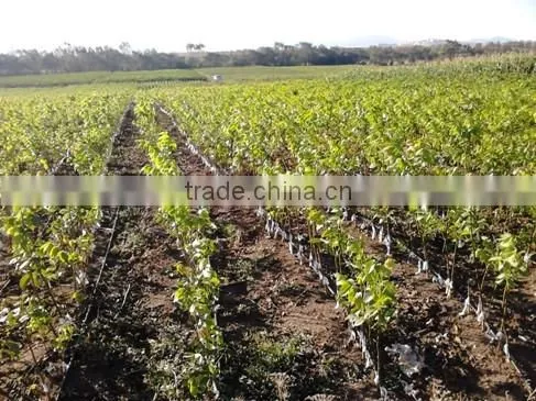 Walnut Saplings Available... photo-4