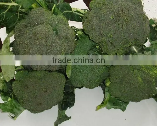Deep Iqf Frozen Broccoli Cut Cuts Vegetable in 10kg Carton photo-3