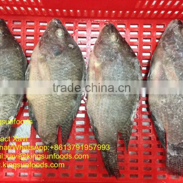 Whole Sale Frozen Farmed Raised W/R Tilapia Fish photo-2