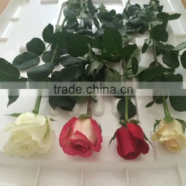 Beauty Rose Flowers Fresh-cut Rose Flower
