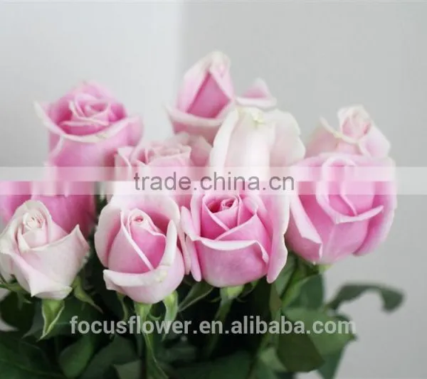 on Line Shopping Fresh Rose Flowered Trim Fresh Cut Flowers Kenya for Home Decoration photo-5