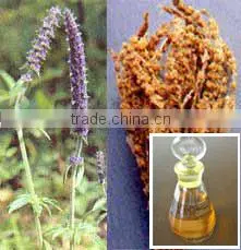 Chinese Herb 100% Pure and Natural Nepeta/schizonepeta Oil