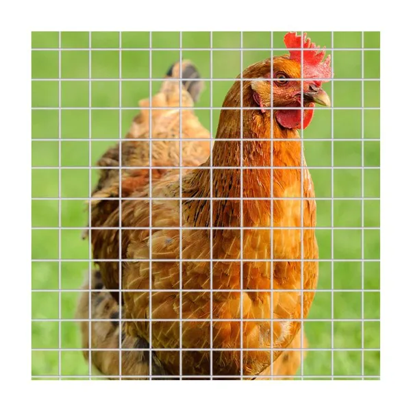 Wholesale Welded Wire Mesh Roll Galvanized Wire Netting for Chicken Cage Rabbit Cage and Farm Fence photo-2