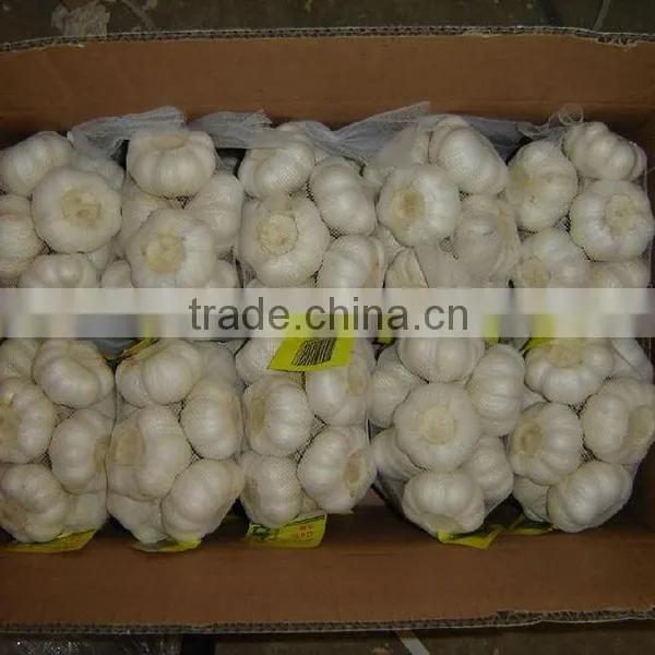 Supply Shandong Fresh Garlic