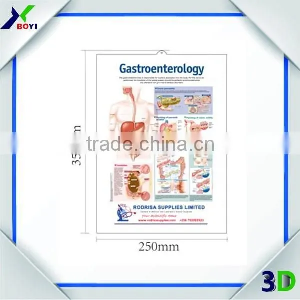 Anatomical Chart, 3d Embossed Plastic Poster, UV Print Pvc Poster photo-3