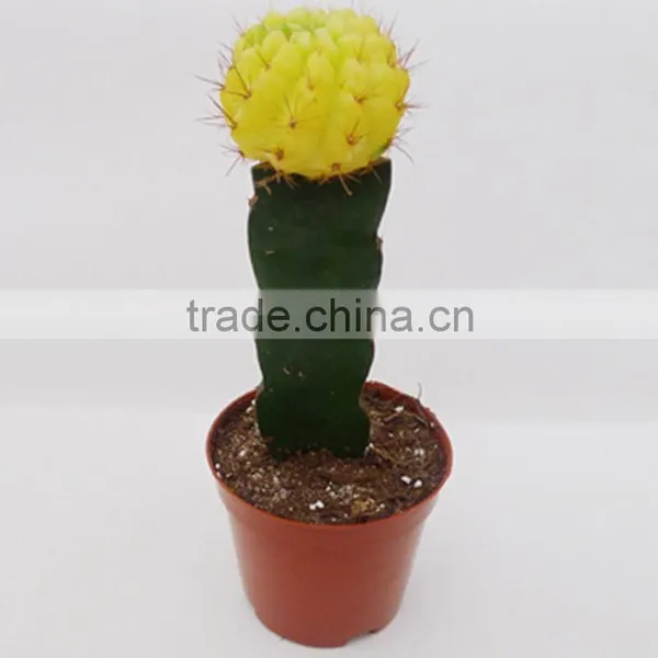 Indoor Wholesale Cactus Plants photo-6