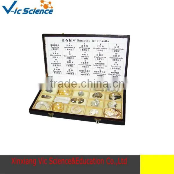 Fossils Specimenn for Research