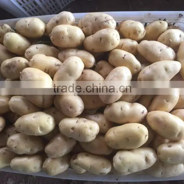 2015 Autumn Crop Potato photo-5