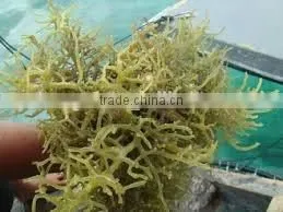 Cottonii Seaweeds photo-2