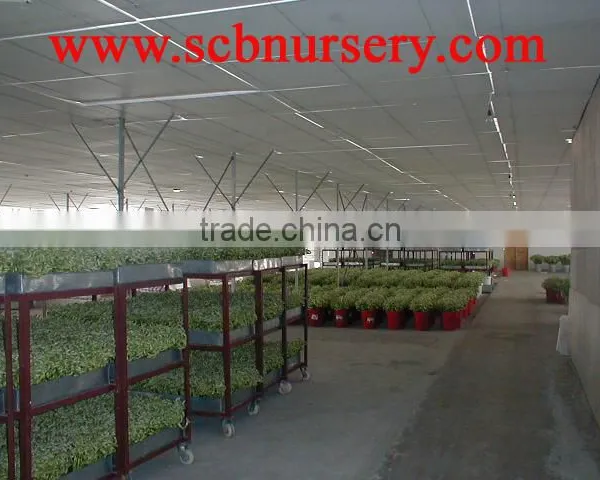 Spiral Bamboo Dracaena Sanderiana photo-3
