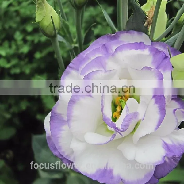 Factory Direct Purple Ring Fresh Cut Eustomas Wholesale photo-5