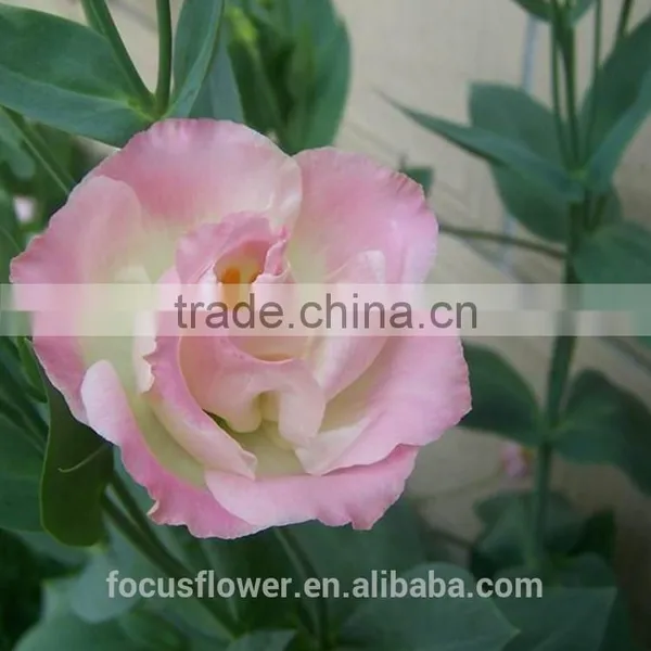World Class Pink Ring Eustoma Seeds With Factory Price photo-2