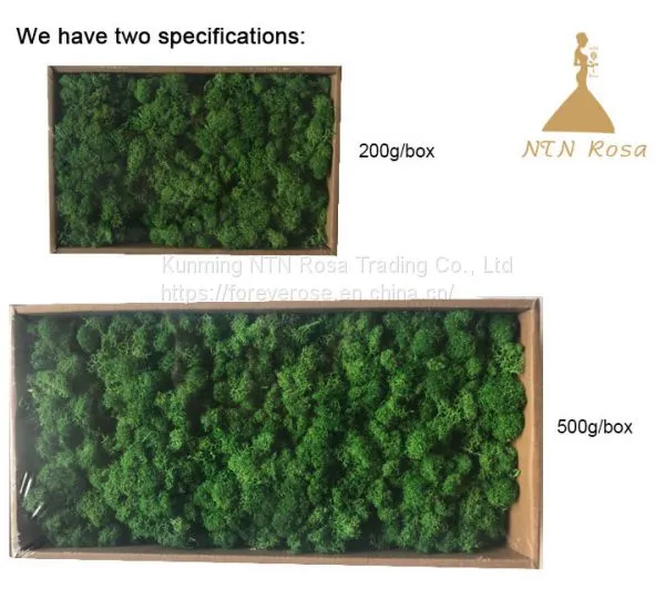 Fresh Touch Decorative Moss for Floral Compositions photo-2