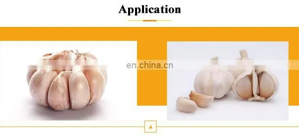 High Capacity and Adjustable Garlic Processing Machine for Garlic Dividing photo-7