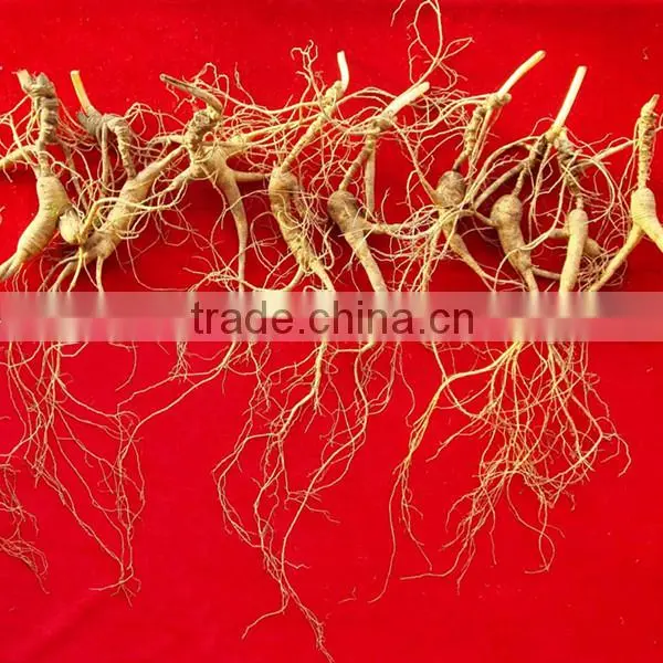 China Changbai Mountian Old Wild Ginseng Panax Roots Price photo-5