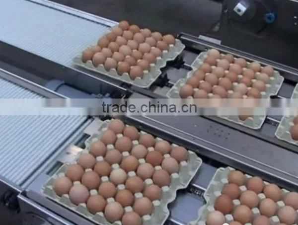 CLEAN FRESH WHITE AND BROWN EGGS FOR SALE BRAZIL ORIGIN photo-5