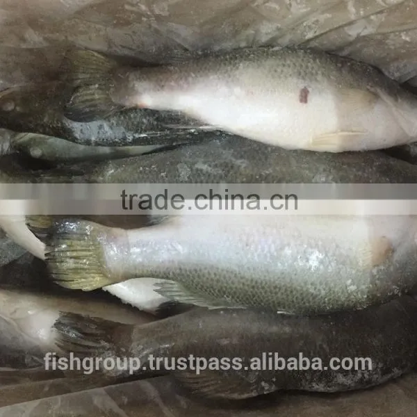 BARRAMUNDI WHOLE ROUND photo-2