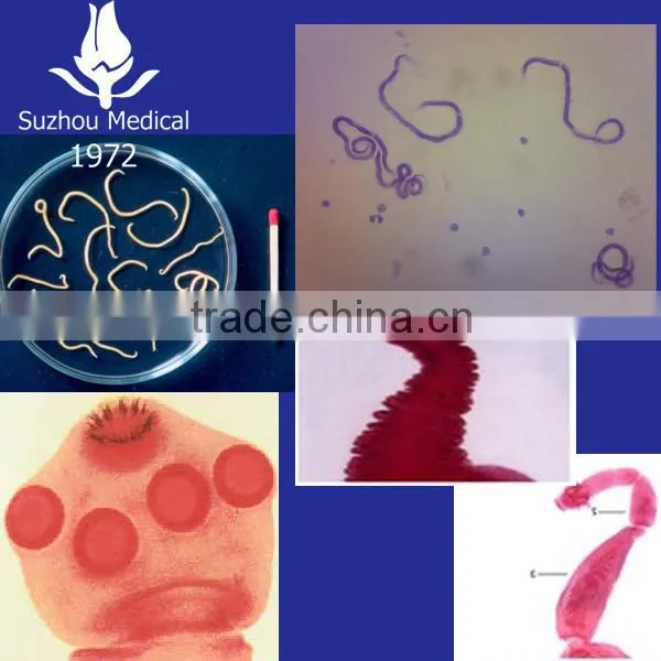 Parasitology Slides