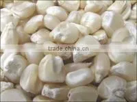 MAIZE photo-3