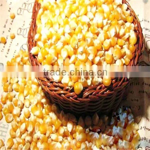 Yu mi Seed Bright Color Quality Popcorn Seed for Export photo-2