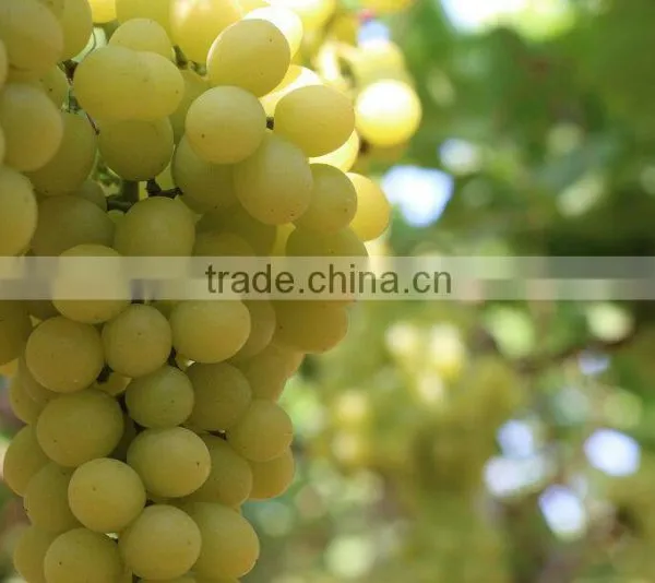GRAPES photo-3