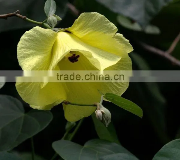 Hibiscus Tiliaceus L. photo-3