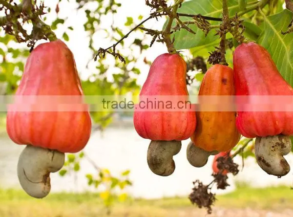 Dried Raw Cashew Nut From Vietnam photo-5