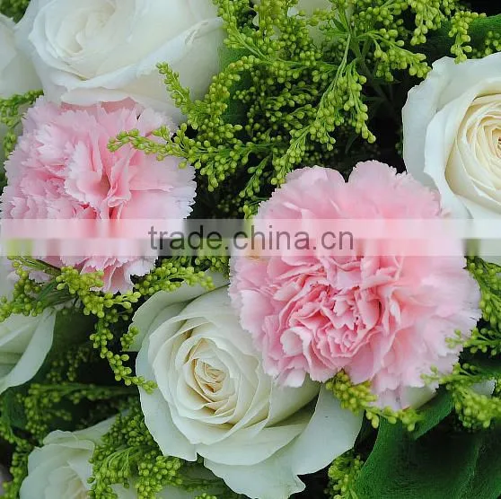 Mother's Day Gift Fresh Carnation Flower Wholesale Price photo-2