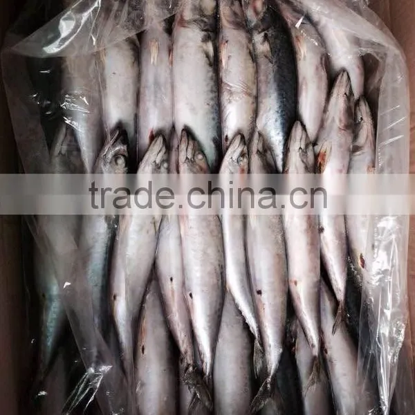 AAA QAULITY Frozen PACIFIC Mackerel photo-4