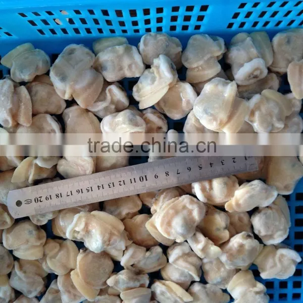 High Quality Frozen Short Necked Clam Meat photo-2
