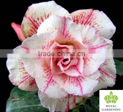 Adenium Obesum ( Desert Rose) photo-5