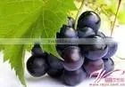 100% Natural Grape Seed P.E./grape Seed Extract Powder photo-2