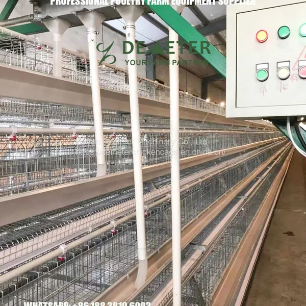 Layer Chicken Cage Poultry Farming in Nigeria photo-2
