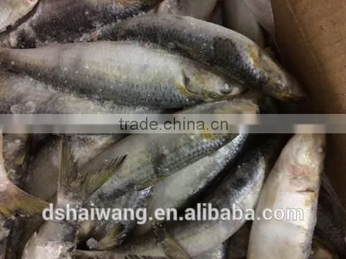 Frozen Sardine Fish Exports photo-2
