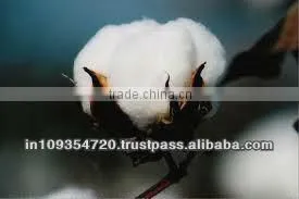 BCI Raw Cotton