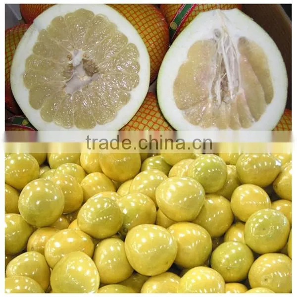 Chinese Fresh Pomelo Fujian Pomelo Sweet Pomelo photo-5