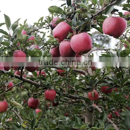 Pome Fruit Product Type and Fresh Style Red Delicious Apple Fresh Huaniu Apple photo-4