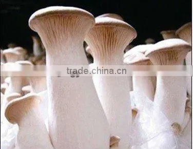 White Mushroom/king Oyster Mushroom