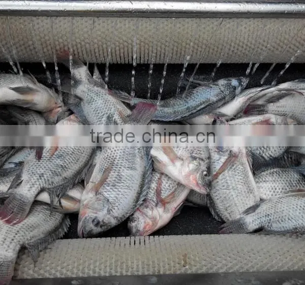 MSTP-80 Automatic Ginger Peeler,shallot Peeling Machine ,fish Skin Removing Machine With Stainless Steel CE Approved photo-2