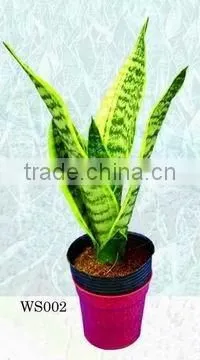Sansevieria Trifascicata