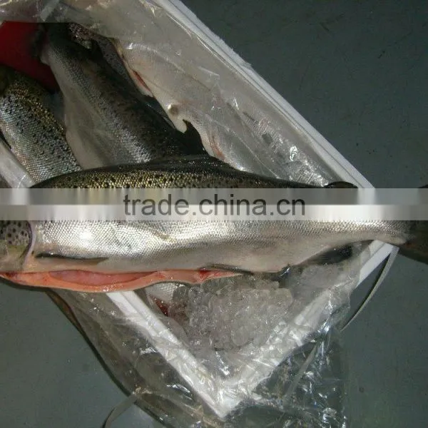 Atlantic Salmon photo-2