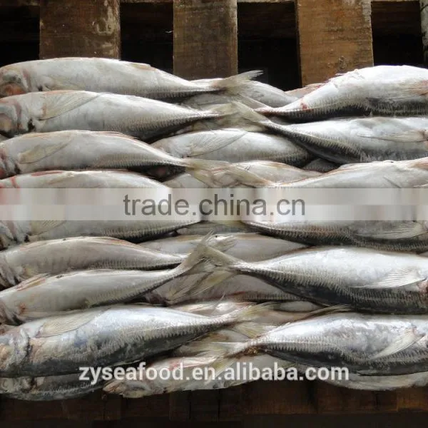 Good Quality Big Eye Scad/horse Mackerel for Sale photo-2