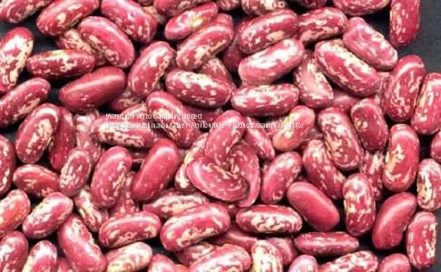 Red Speckleed Kidney Bean