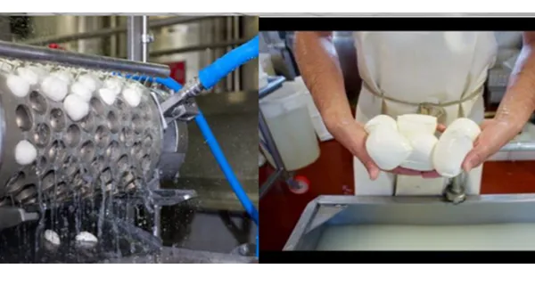 Mozzarella Cheese Cutting Cooking Stretching Moulding Making Machine photo-6