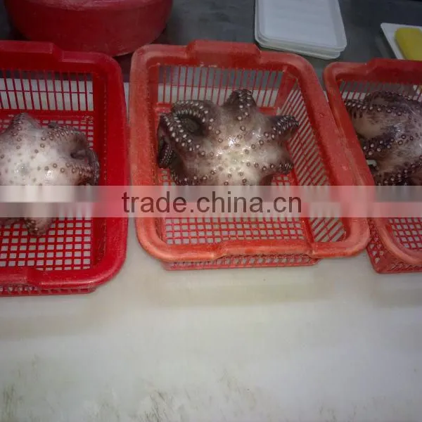 Frozen Squid