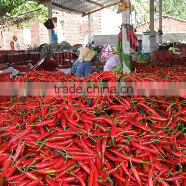 DRIED CHILLI POWDER FROM VIET NAM photo-4