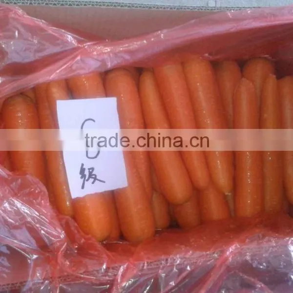 2016 New Corp Chinese Fersh Carrot photo-3