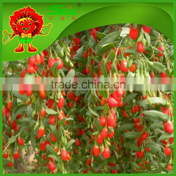 Chinese Wolfberry Herbal Tea Natural Beauty Nourishing Blood Tonifying Kidney Wolfberry photo-6